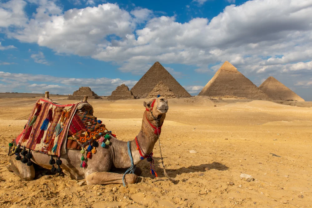 Camel